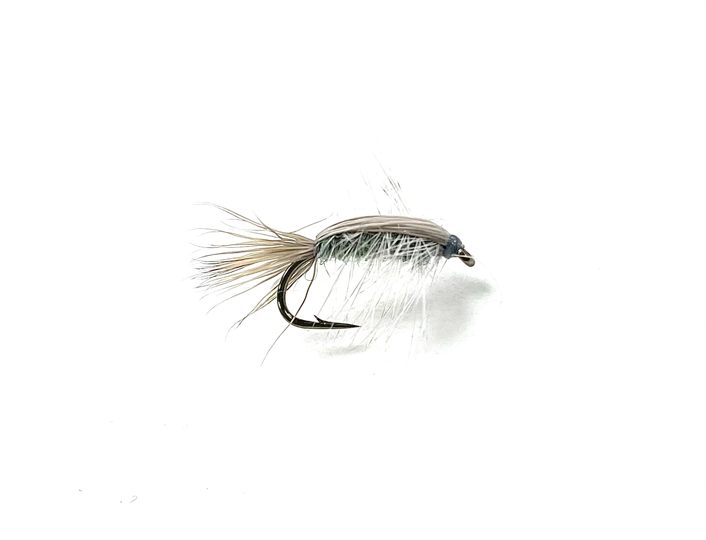 Warner Shrimp
